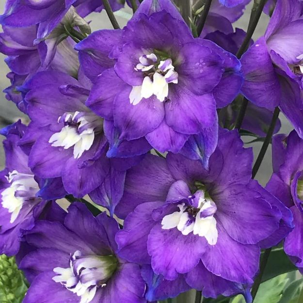 Picture of Delphinium Delgenius™ Glitzy PP32993 #4Q