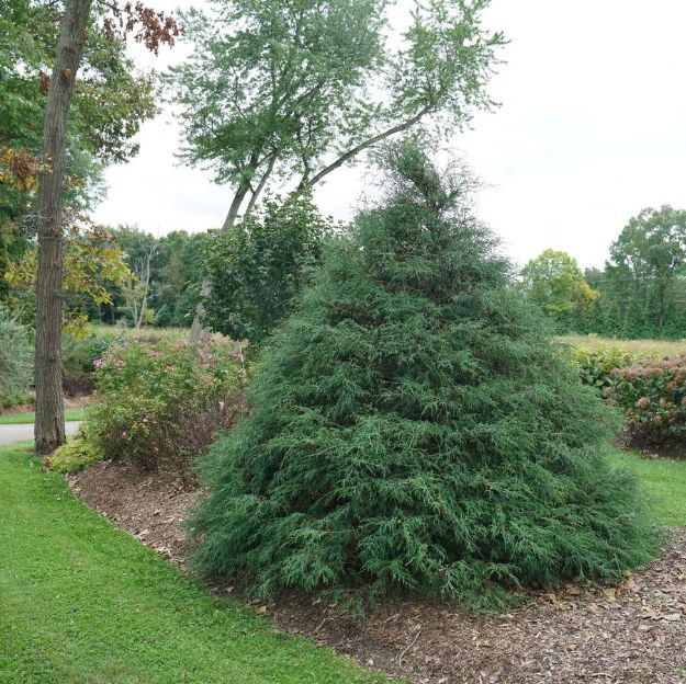 Picture of Chamaecyparis lawsoniana Haywire® PP33548 #3PW