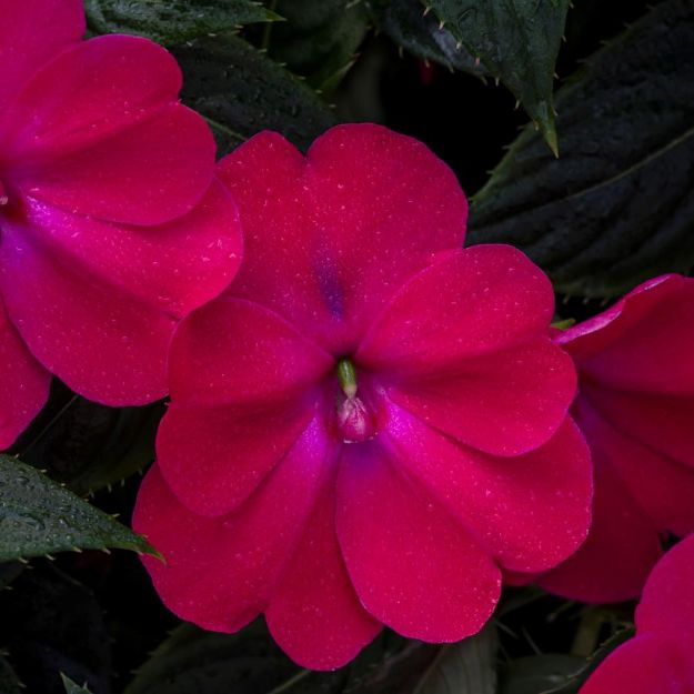 Picture of Impatiens SunPatiens® Compact Rose Glow 4.5" (10/flat)