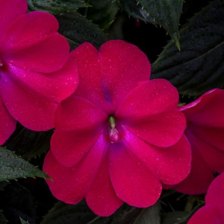 Show details for Impatiens SunPatiens® Compact Rose Glow 6 inch Picture of Impatiens SunPatiens® Compact Rose Glow 6 inch