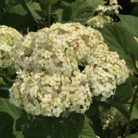 Show details for Hydrangea arborescens Invincibelle Sublime™ PP34418 #3PW Picture of Hydrangea arborescens Invincibelle Sublime™ PP34418 #3PW