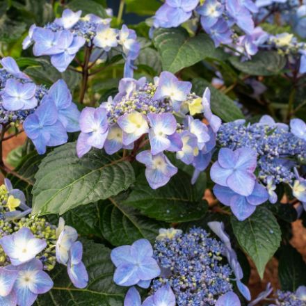 Show details for Hydrangea macrophylla Pop Star® PP33703 #3ES Picture of Hydrangea macrophylla Pop Star® PP33703 #3ES
