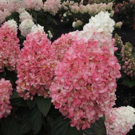 Show details for Hydrangea paniculata Magical® Ruby Snow PPAF #3 Picture of Hydrangea paniculata Magical® Ruby Snow PPAF #3