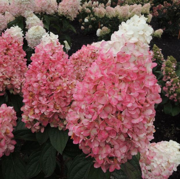 Picture of Hydrangea paniculata Magical® Ruby Snow PPAF #3