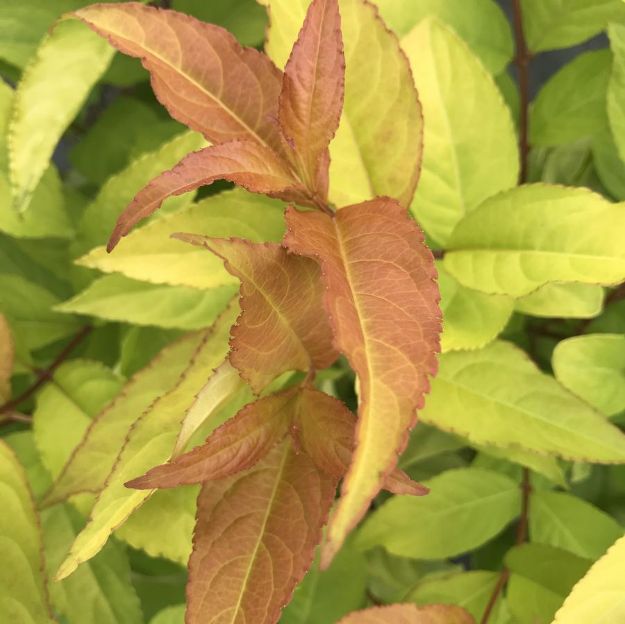 Picture of Diervilla Kodiak Fresh® PP34138 #3PW