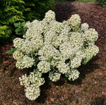 Show details for Hydrangea paniculata Tiny Quick Fire® PP34468 #3PW Picture of Hydrangea paniculata Tiny Quick Fire® PP34468 #3PW