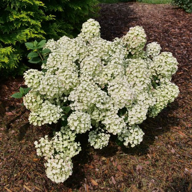 Picture of Hydrangea paniculata Tiny Quick Fire® PP34468 #3PW