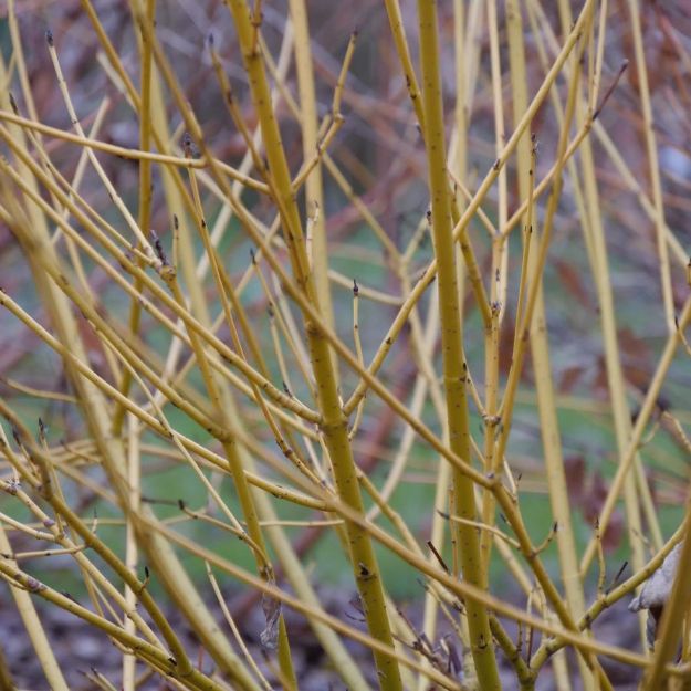 Picture of Cornus stolonifera Arctic Fire® Yellow PP32351 #3PW