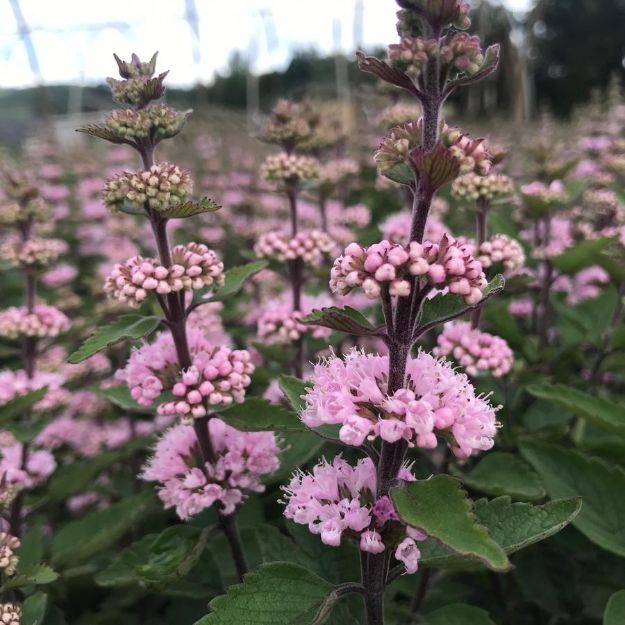 Picture of Caryopteris incana Beyond Pink'd® PP33805 #3PWDP