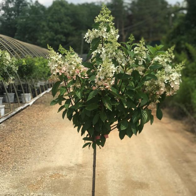 Picture of Hydrangea paniculata Pinky Winky® Tree Form PP16166 #7PW