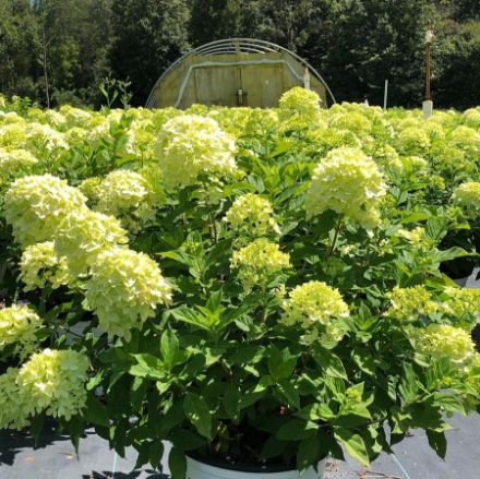 Show details for Hydrangea paniculata Little Lime® PP22330 #7PW Picture of Hydrangea paniculata Little Lime® PP22330 #7PW