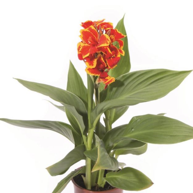 Picture of Canna Cannova® Red Golden Flame #4Q