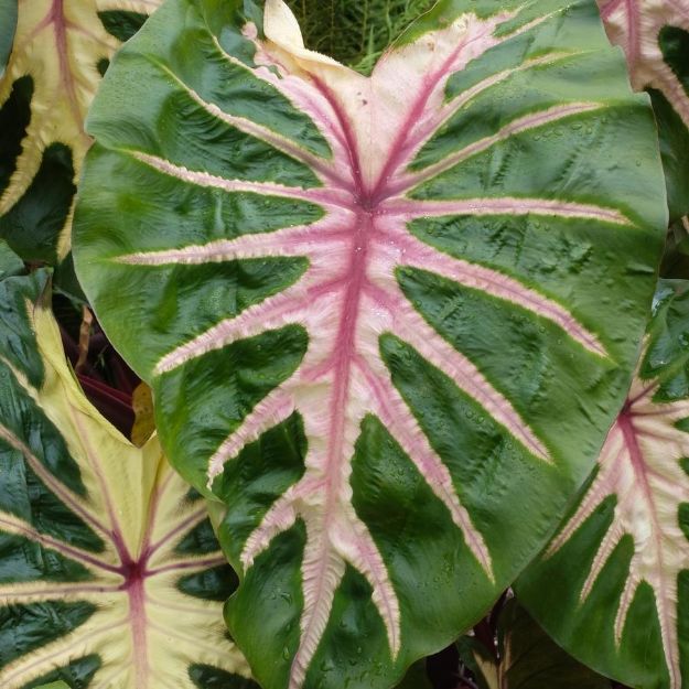 Picture of Colocasia 'Waikiki' #4Q