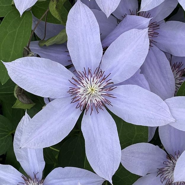 Picture of Clematis Bernadine™ PP27332 #4Q