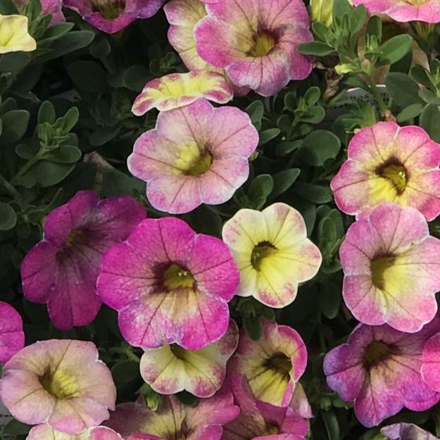 Picture of Calibrachoa Superbells® Prism™ Pink Lemonade PPAF 4.5"PW (10/Flat)