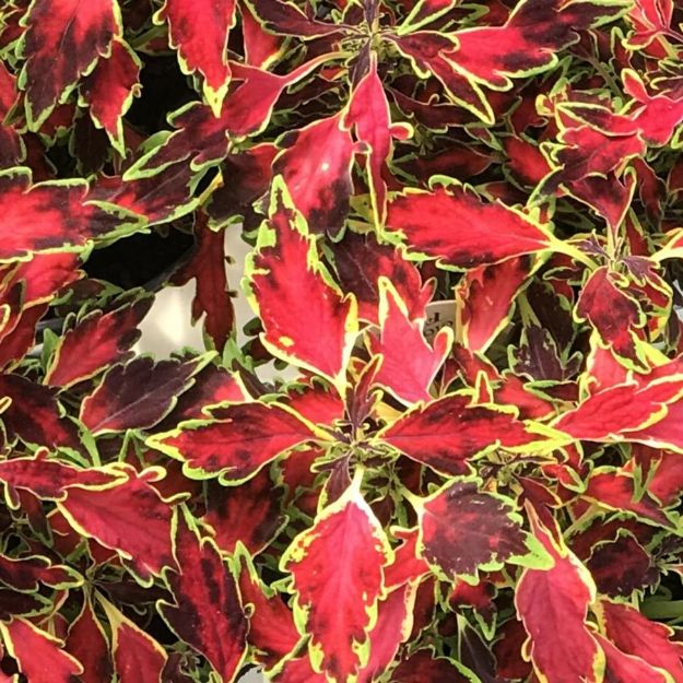 Picture of Coleus ColorBlaze® Mini Me™ Watermelon PPAF 4.5"PW (10/flat)