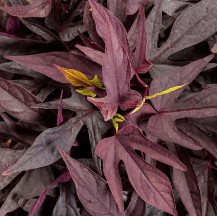 Show details for Ipomoea Sweet Caroline Upside™ Black Coffee PP35148 4.5"PW (10/flat) Picture of Ipomoea Sweet Caroline Upside™ Black Coffee PP35148 4.5"PW (10/flat)