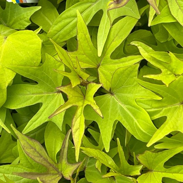 Picture of Ipomoea Sweet Caroline Upside™ Key Lime PP35702 4.5"PW (10/flat)