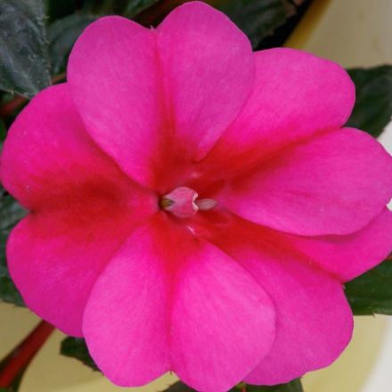 Show details for Impatiens Sunpatiens® Compact Purple Candy PPAF 6 inch Picture of Impatiens Sunpatiens® Compact Purple Candy PPAF 6 inch