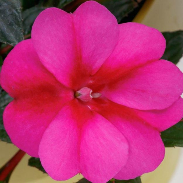 Picture of Impatiens Sunpatiens® Compact Purple Candy PPAF 6 inch