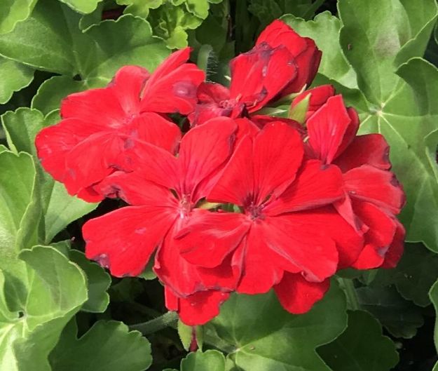 Picture of Geranium Calliope® Large Dark Red 10 Inch