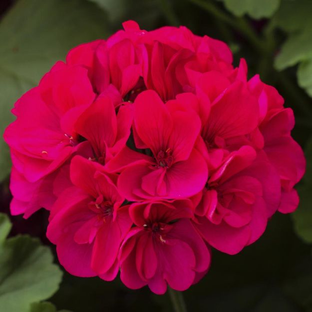 Picture of Geranium Calliope® Large Magenta 10 Inch