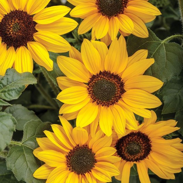 Picture of Helianthus Suncredible® Yellow PP31819 10 Inch