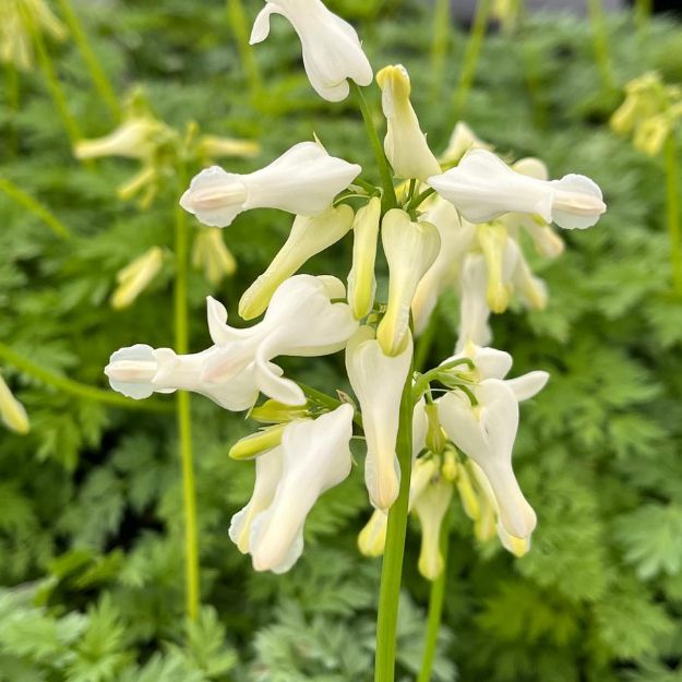 Picture of Dicentra Amore™ 'Titanium' PP35856 #4Q