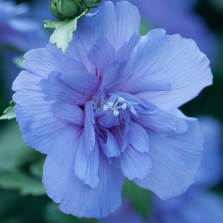 Show details for Hibiscus syriacus Blue Chiffon® PP20574 #3PW Picture of Hibiscus syriacus Blue Chiffon® PP20574 #3PW