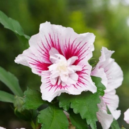 Show details for Hibiscus syriacus Starblast Chiffon® PP30270 #3PW Picture of Hibiscus syriacus Starblast Chiffon® PP30270 #3PW