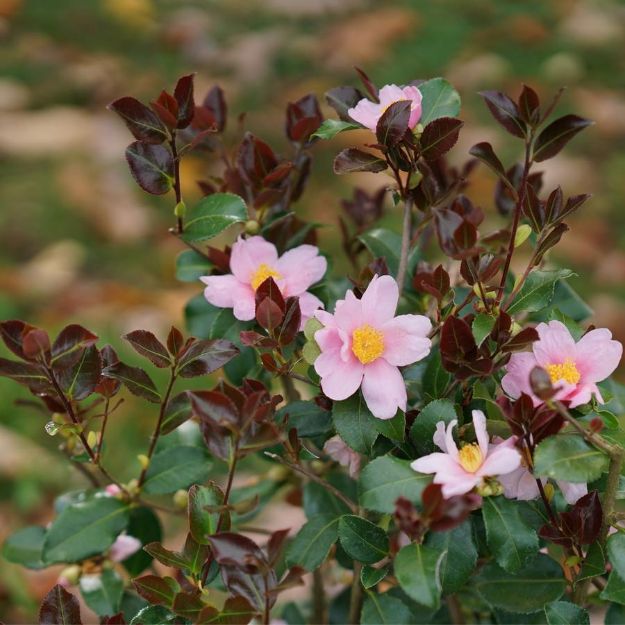 Picture of Camellia x Just Chill Red Tip™ PP35609 #3PW