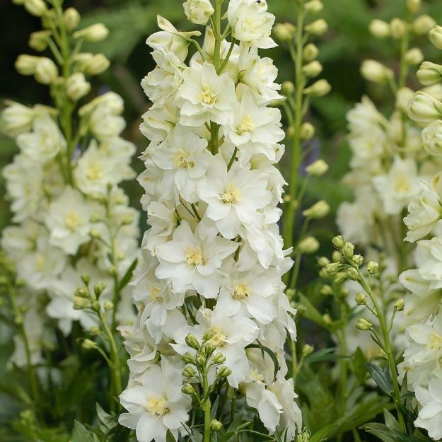Picture of Delphinium Delgenius™ Neva PP34653 #4Q
