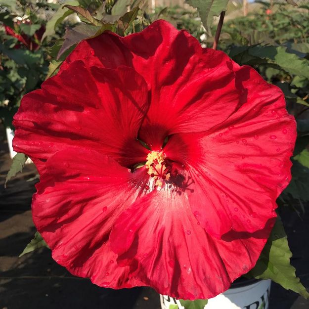 Picture of Hibiscus 'Valentine's Crush' PP35170 #3PW