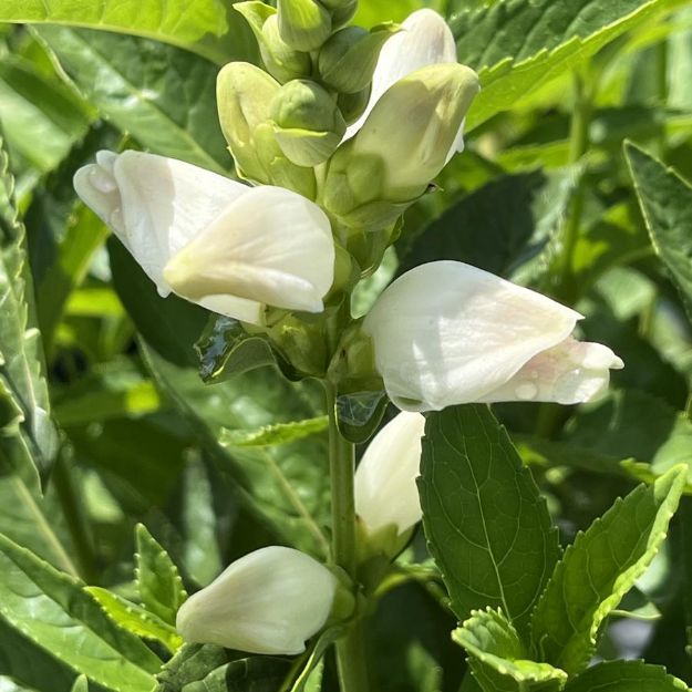 Picture of Chelone glabra #3QAB (6/flat)