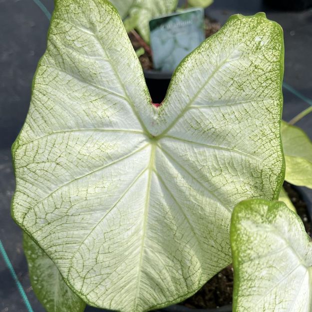 Picture of Caladium 'Florida Moonlight' PP14565 #4Q