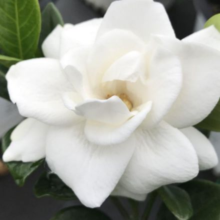 Show details for Gardenia jasminoides Steady as She Goes® PP29304 #3PW Picture of Gardenia jasminoides Steady as She Goes® PP29304 #3PW