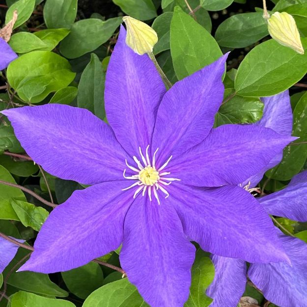 Picture of Clematis Duchess of Cornwall #4Q