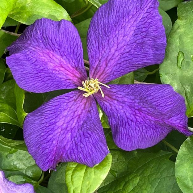 Picture of Clematis 'Jackmanii Superba' #4Q