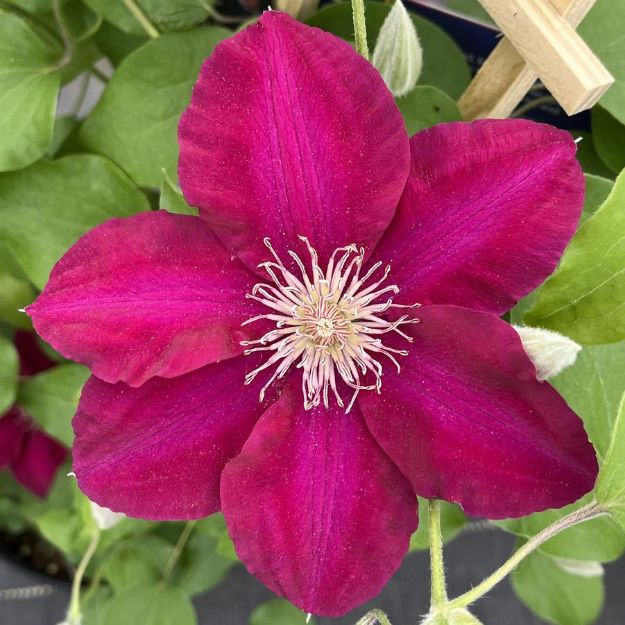 Picture of Clematis Jie™ #4Q