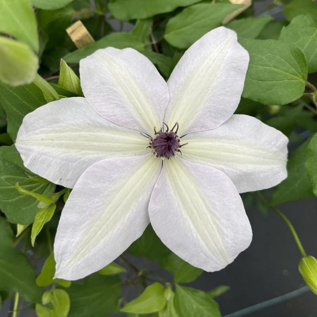 Picture of Clematis Tsukiko™ #4Q