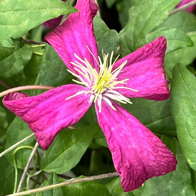 Picture of Clematis viticella 'Madame Julia Correvon' #4Q