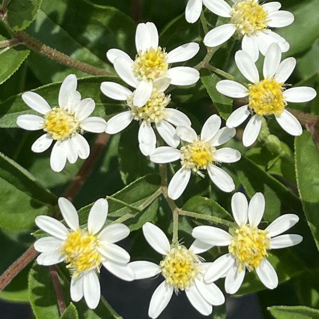 Picture of Doellingeria umbellata #3QAB (6/flat)