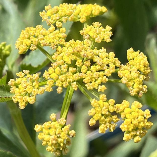 Picture of Zizia aurea #3QAB (6/flat)