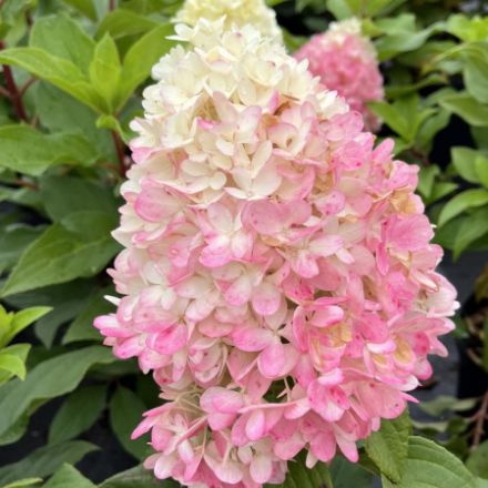 Show details for Hydrangea paniculata Sweet Starlight™ PP35658 #3 Picture of Hydrangea paniculata Sweet Starlight™ PP35658 #3