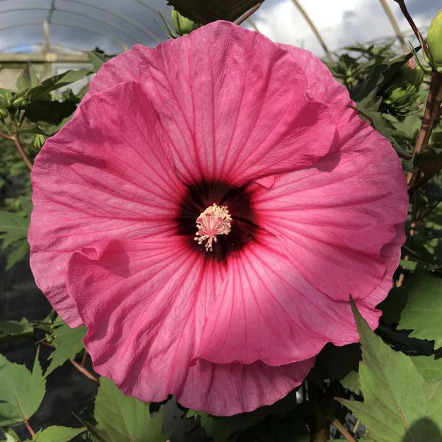 Picture of Hibiscus 'Candy Crush' PP32587 #4QPW