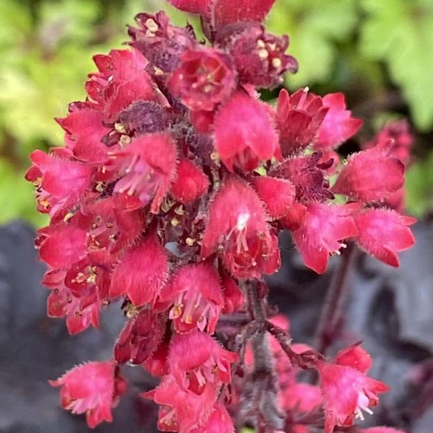 Picture of Heuchera 'Black Forest Cake' PP33532 #4Q