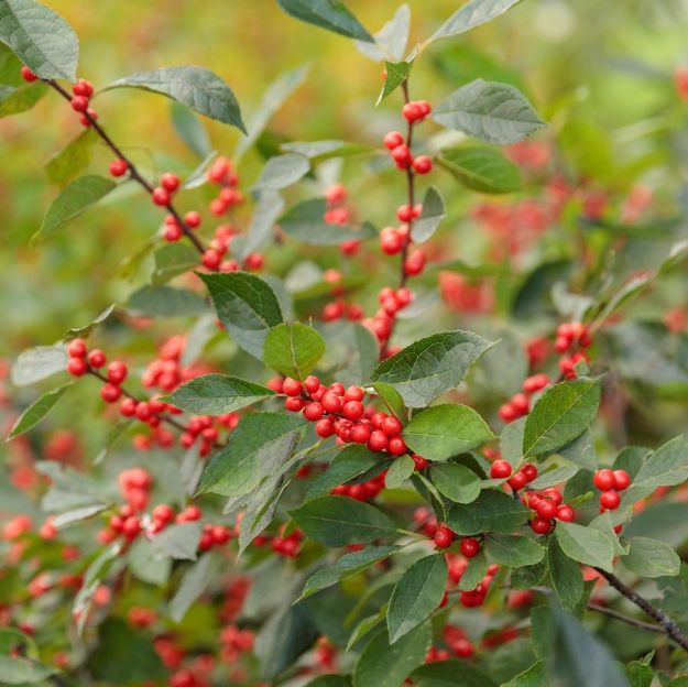 Picture of Ilex verticillata Berry Heavy® #3PW