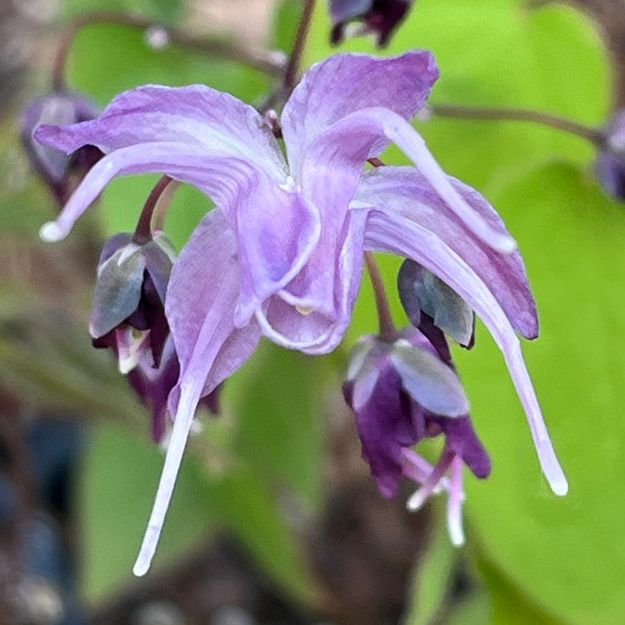 Picture of Epimedium 'Benedict's Violet' 1QT (10/flat)