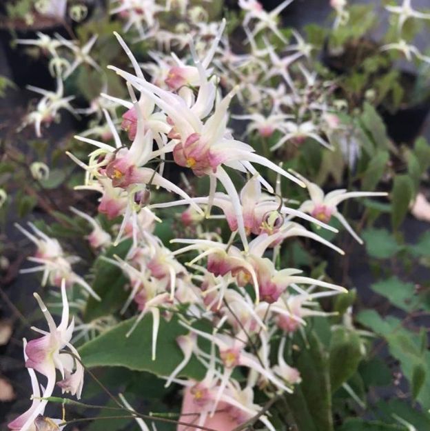 Picture of Epimedium 'Domino' 1QT (10/flat)