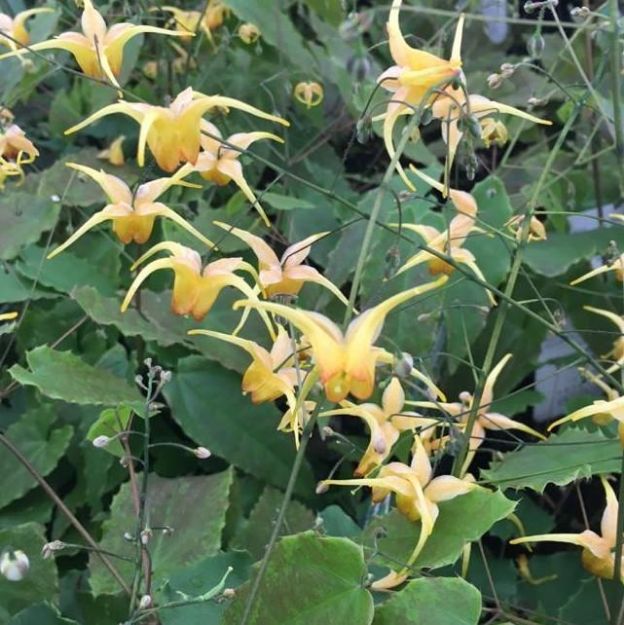 Picture of Epimedium 'Amber Queen' 1QT (10/flat)